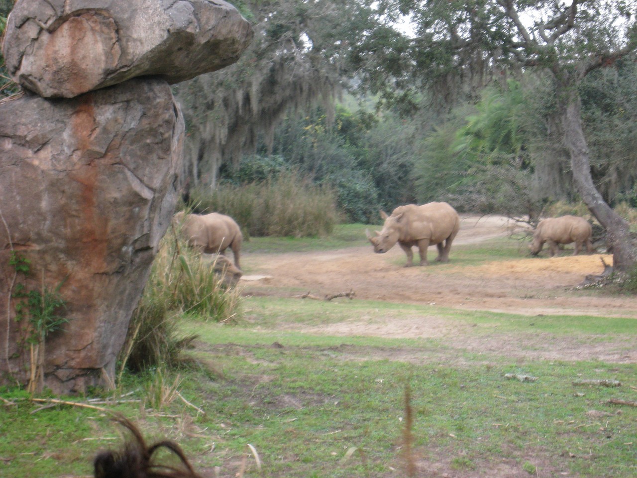 Vacation 2007-12 - Disney Parks  0514.jpg - The 2007-08 vacation to Florida included Disney World. We visited some of the larger theme Resorts along with Animal Kingdom and Disney Hollywood Studios.